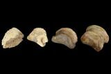 Composite Ceratopsian Toe - Alberta (Disposition #-) #129392-3